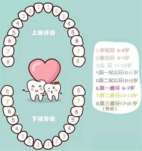 牙齒多少顆|正常人有多少牙齒？你可能從沒知道過